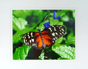 "Buttefly" Photographic Print Double- Matted to fit 11" x 14" Frame - Picture 1 of 1