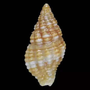 ENGINA OBLIQUICOSTATA (Zamboanga, Philippines) 7.7mm #47527 - Picture 1 of 3