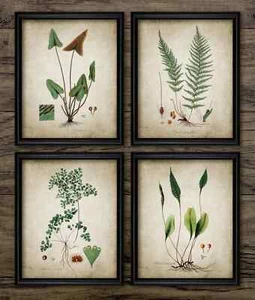 Farne Druck 4er Set, Vintage Botanisches Wandbild, Wald Grün Farn Pflanzen - Bild 1 von 1