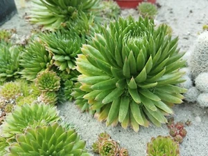 Orostachys spinosa - WINTERHART - Bild 1 von 3