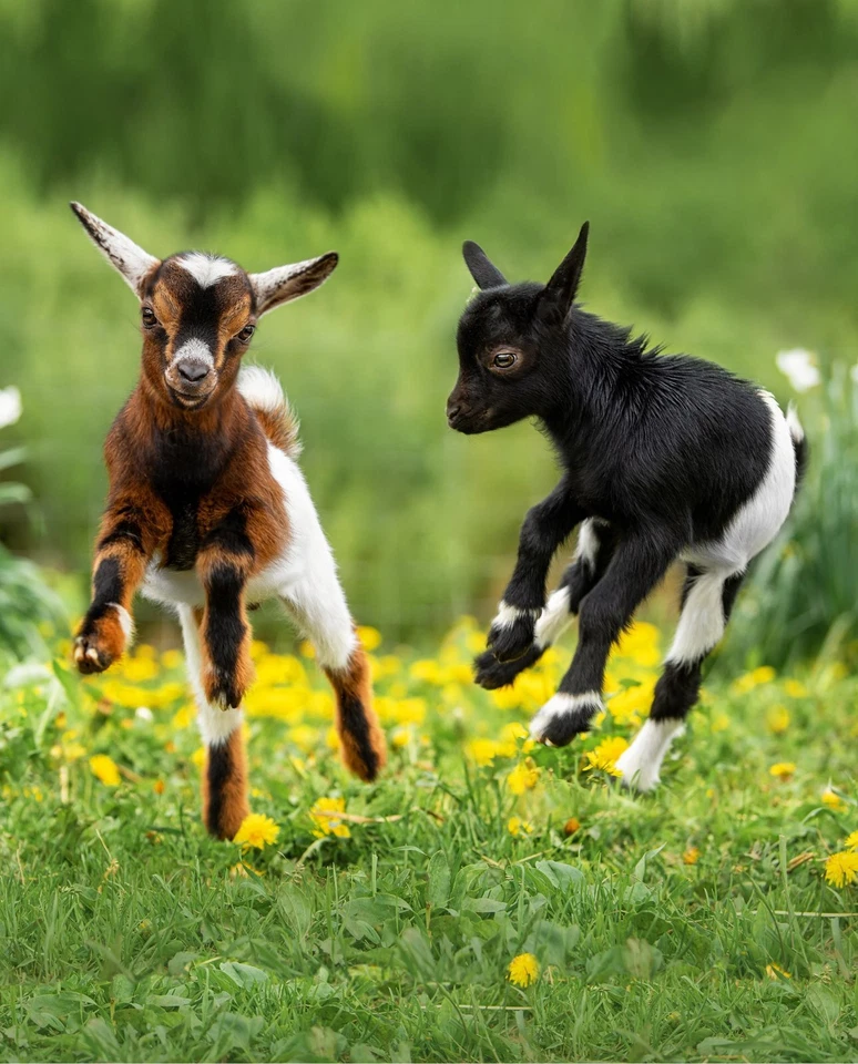 35" Fabric Panel | David Textiles Digital Kids Playing Goats Scene Green - Image 1 of 1