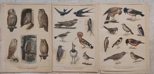 3 Nr. Le Petit Journal 1897 ORNITHOLOGIE Bretter VÖGEL Russland Zar Nikolaus II - Bild 1 von 7