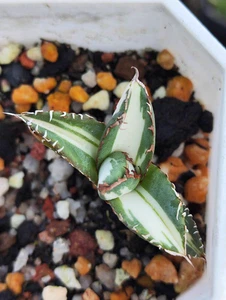 Plant Agave titanota FO076 White mediopicta Variegated WYSIWYG Boutique - Picture 1 of 3