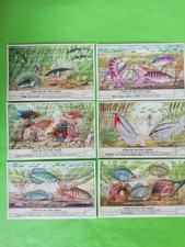 6 LIEBIG CARDS S-1597 DUTCH  VISSEN DIE EEN NEST MAKEN     1954           +