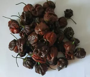 20 SEMI DI PEPERONCINO CIOCCOLATO CAROLINA REAPER GARANTITI AL 100% - Foto 1 di 12