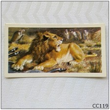 Brooke Bond Asian Wild Life #10 Indian Lion Tea Card (CC119)