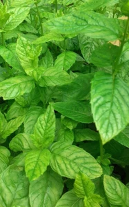Grüne Minze Spearmint 1 Pflanze Mentha Teekraut winterhart Staude - Bild 1 von 1