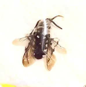 Hymenoptera : Tyres ramosus - Italia - Imagen 1 de 1