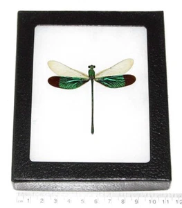 Neurobasis chinensis REAL FRAMED GREEN DRAGONFLY INDONESIA - Picture 1 of 1