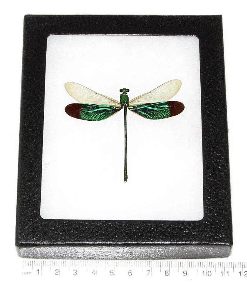 Neurobasis chinensis libélula verde enmarcada real indonesia Foto 1 de 1