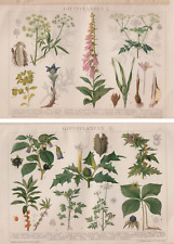 2 Farblithografien v. 1893 - Giftpflanzen - Schierling, Tollkirsche, Stechapfel