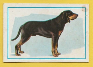 Dogs - Spanish Trade Trading card circa 1977 #28 Black and Tan Coonhound - Picture 1 of 2