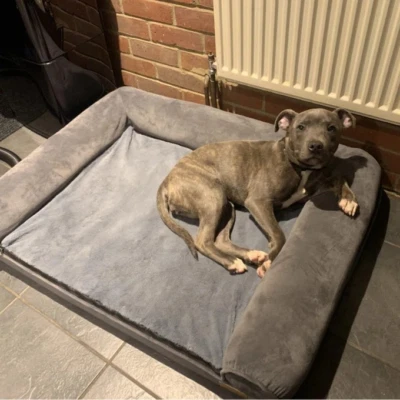 Orthopädisches Hundebett Hundesofa Hundekissen Hundematratze mit Rand Hundeliege - Bild 1 von 4