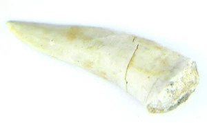 Enchodus Fish Tooth Fossil Dinosaur Age 9.84 Grams - Picture 1 of 3
