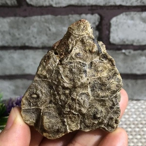 Rugose Coral Fossil Slab - Actinocyathus - Morocco 85g c103 - Picture 1 of 8