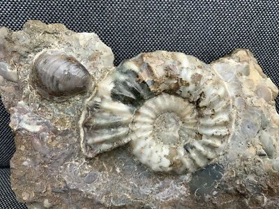 Polished Fossil Ammonite & Gryphaea, Jurassic, Calcite, Scunthorpe, England - Image 1 of 4