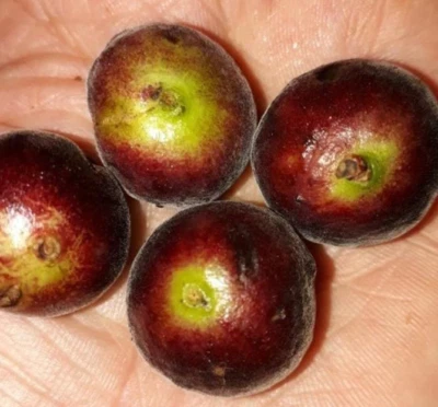 Anã do cerrado Jaboticaba - Plinia nana var. Cabinho Verde - Image 1 of 3