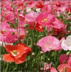 Mixed Garden Poppy 50,000 Seeds Pinks Red White - Picture 1 of 1