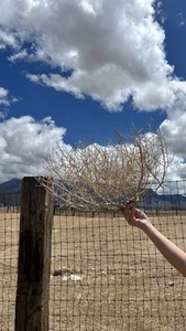 ECHTES Tumbleweeds! New Mexico Sandia Pueblo - Bild 1 von 2