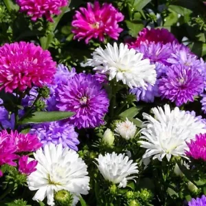 Aster Crego Giant Flower Seeds Packet 300 Seeds USA Pink Purple Blue Red White - Picture 1 of 4