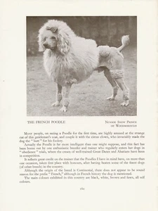 PUDEL ALTE VINTAGE 1934 BENANNTE HUND DRUCKSEITE - Bild 1 von 1