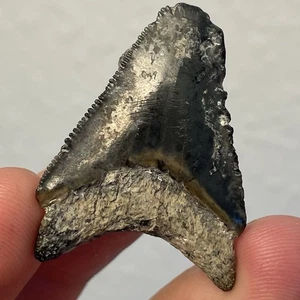 Megalodonte Dente di Squalo Fossile Venezia Florida 1,5” Autentico - Foto 1 di 2