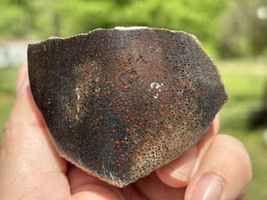 Polierter Dinosaurier Dino Edelstein Knochen Jurazeit Fossil 267g - Bild 1 von 4