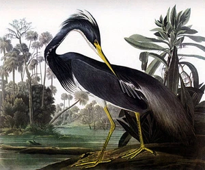 Audubon Louisiana Heron 15x22 Hand Numbered Ltd. Edition Art Print Birds - Picture 1 of 1