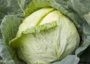 Col blanca 15 semillas resistentes al espacio variedad de almacenamiento variedad tardía almacenable * - Imagen 1 de 2