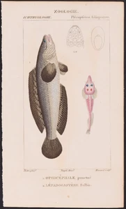 Turpin 1816 antiker handkolorierter Druck: Gefleckter Schlangenkopf, Meeresleben, Fisch - Bild 1 von 2
