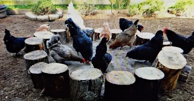 2 KG 8 Litres Untreated Wood Ash Chicken Poultry Dust Bath 🐓 Hand-Sieved - Image 1 of 4
