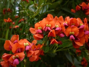Coral Creeper  (Kennedia coccinea)  10 Seeds - Picture 1 of 1
