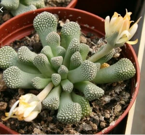 Titanopsis Schwantesii Cactus Succulents - Foto 1 di 1