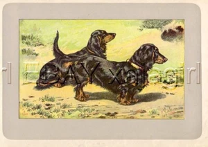 Perro Dachshund (pelo largo), raro antiguo estampado de perro francés de 100 años - Imagen 1 de 1