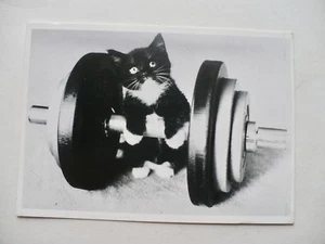 Voller Ernst Black & White Kätzchen Katze Postkarte Comic Innsbrucker StraBe 37 Neu  - Bild 1 von 2
