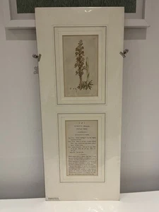 Alter Druck Britische Pflanzen James Sowerby James Smith Farbe 19. Jahrhundert 1792 - Bild 1 von 16