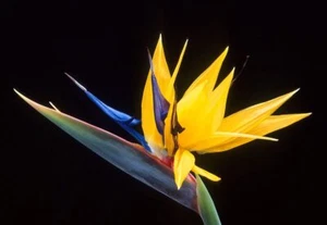 Yellow Bird of Paradise Flower Seeds - 5 Seeds to Grow - Great Indoor Tropical P - Picture 1 of 6