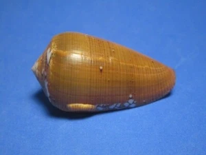 Conus pennaceus pseudoracemosus Bozzetti, 2012 "UNIQUE COLOR!"  (47.7mm) - Picture 1 of 6