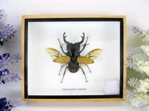 Odontolabis elegans Male - in 3D showcase - real exotic insect - museum quality - Picture 1 of 11
