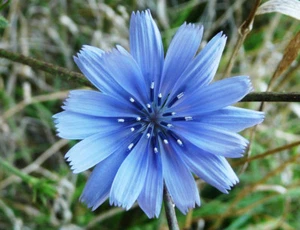 Chicory Seeds, Italian Dandelion, NON-GMO, Deer Plot, Coffee Weed, FREE SHIPPING - Picture 1 of 2