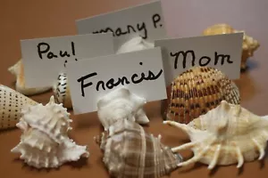 Mixed Variety Seashells Slits On Top Name Place Settings Holders, Tabletop SS-85 - Picture 1 of 12
