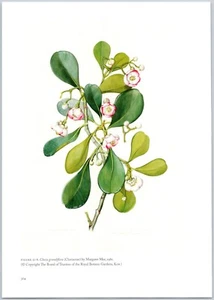 Clusia Grandiflora Margaret Mee Reproduktion Exlibris 8x11 tropisch botanisch - Bild 1 von 1