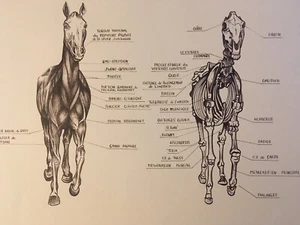 Superb Large Drawing Anatomic Anatomy Horse Ink Circa 1970 Mint Condition - Picture 1 of 8