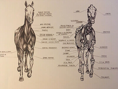 Superbe Grand Dessin Anatomique Anatomie Cheval  Encre Circa 1970 Parfait État • 179€