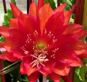 Rare Orchid Cactus Red German Empress Epiphyllum Fresh Cutting Live Plant 6"+ - Picture 1 of 6