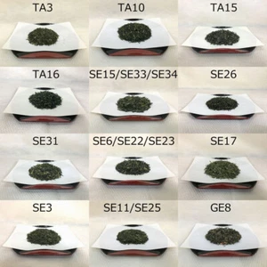 SA 12 Proben des Japanischer Grüner Tee TAMARYOKUCHA FUKAMUSHI SENCHA 120g(5oz) - Bild 1 von 13