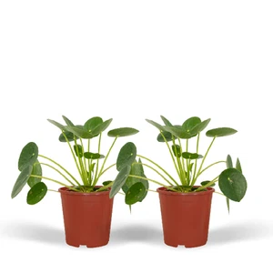Chinesischer Geldbaum - Pilea Peperomiodes - Pfannkuchenpflanze - Zimmerpflanze - Bild 1 von 7