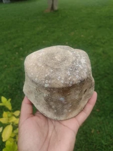 Whale Bone Vertebra Marine Mammal Vertebrae 1lb 7ozs - Picture 1 of 8