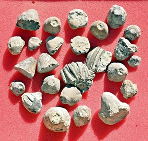 Eucalyptocrinus, Crinoid heads, Waldron Shale, Indiana, U.S.A - Picture 1 of 1