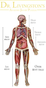 DR. LIVINGSTON'S ANATOMY JIGSAW PUZZLE THE HUMAN VOLUME 1-7 (select) BRAND NEW - Picture 1 of 10